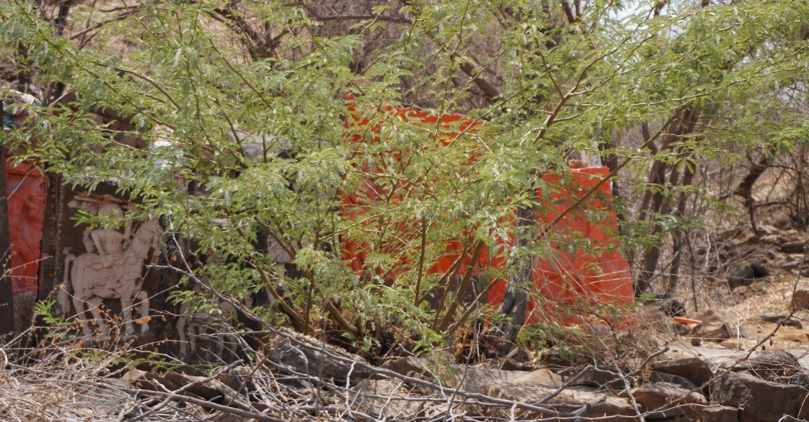 Family Lineage Search